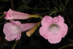 Incarvillea arguta
